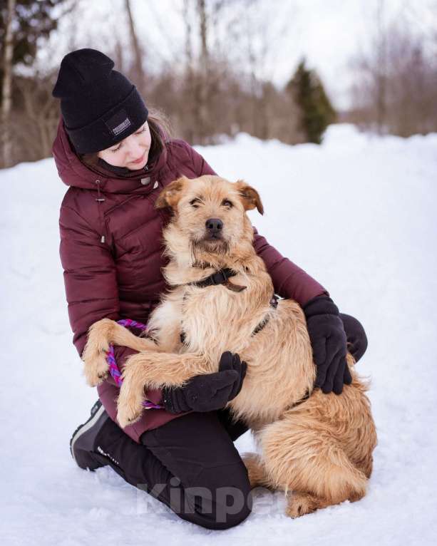 Собаки в Москве: Собака-компаньон Девочка, Бесплатно - фото 2