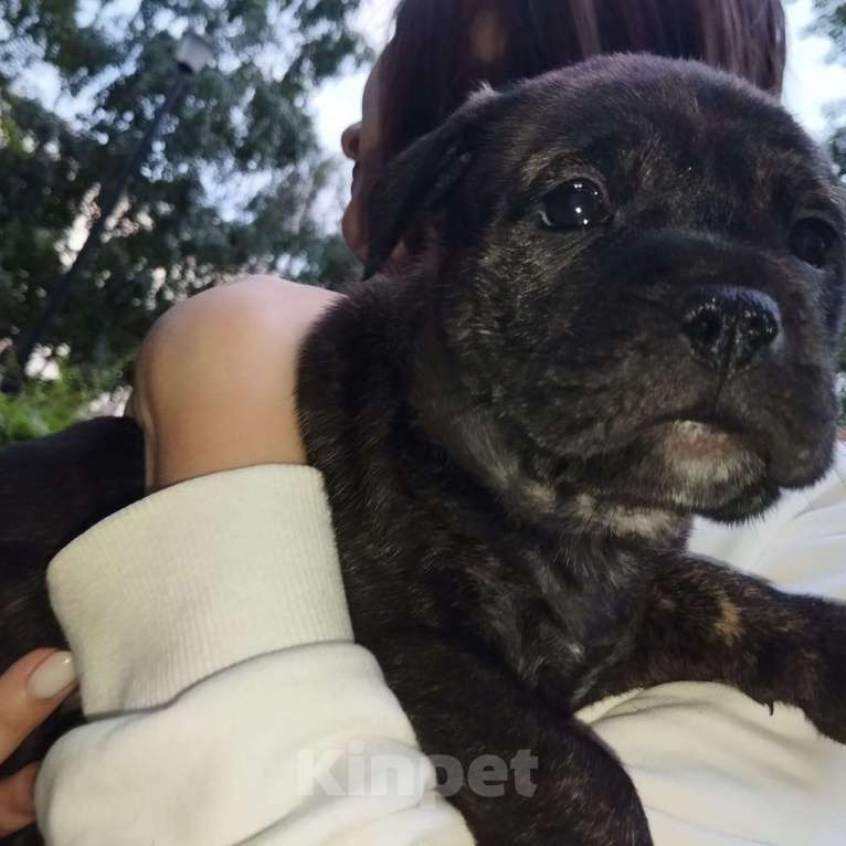 Собаки в Красноярске: Щенки Ка де бо Девочка, 25 руб. - фото 1