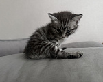 Кошки в Махачкале: Котята в добрые руки вместе или отдельно Мальчик, Бесплатно - фото 7
