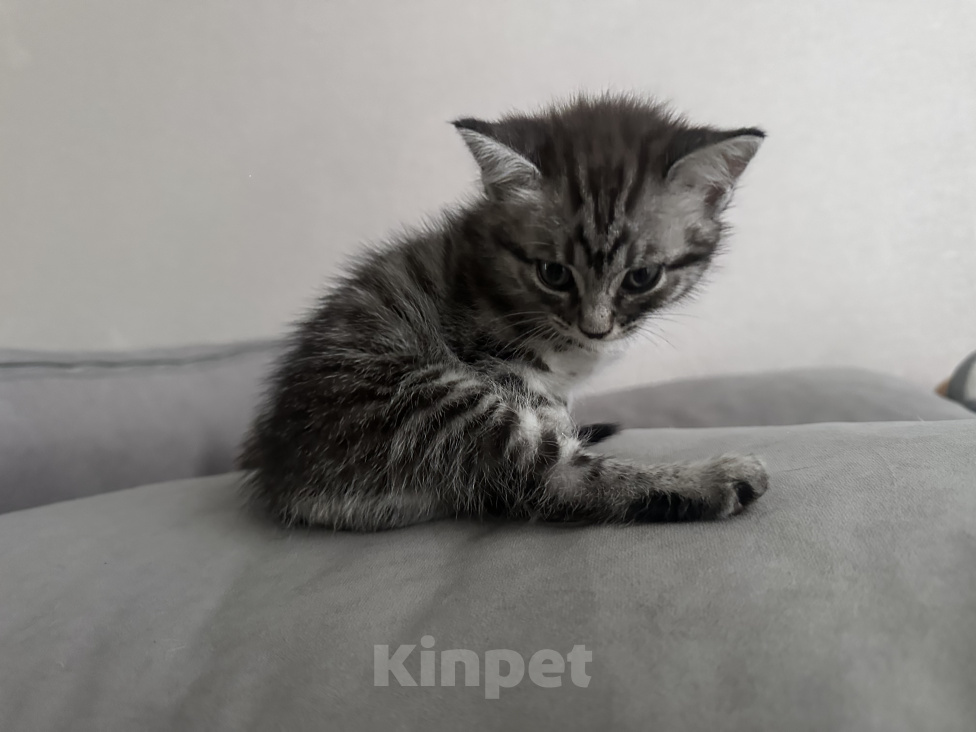 Кошки в Махачкале: Котята в добрые руки вместе или отдельно Мальчик, Бесплатно - фото 7