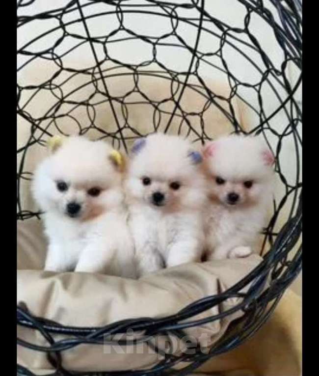 Собаки в Новосибирске: Продам щенков Немецкого шпица Девочка, 25 000 руб. - фото 3