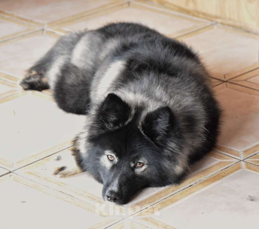 Собаки в Москве: Ненецкая оленегонная лайка. Кобель YUYDI. Мальчик, 60 000 руб. - фото 6