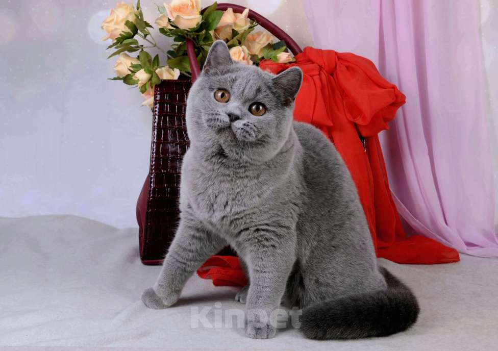 Кошки в Санкт-Петербурге: Британская кошечка классического голубого окраса Девочка, 5 000 руб. - фото 5