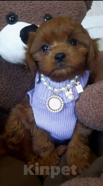 Собаки в Москве: Девочка тедди пудель Девочка, 180 000 руб. - фото 2