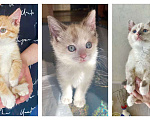 Кошки в Москве: Бесподобные крохи-котята ищут дом Мальчик, Бесплатно - фото 1