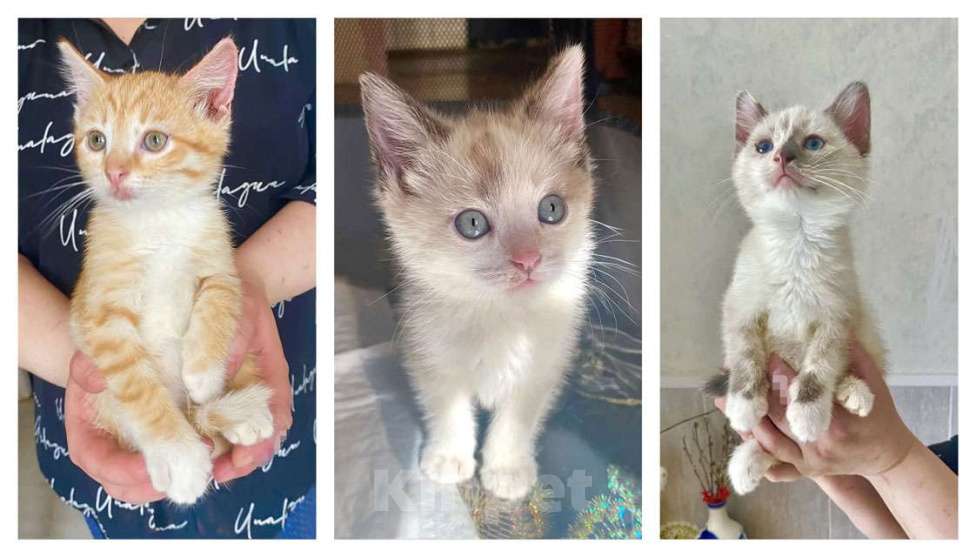 Кошки в Москве: Бесподобные крохи-котята ищут дом Мальчик, Бесплатно - фото 1