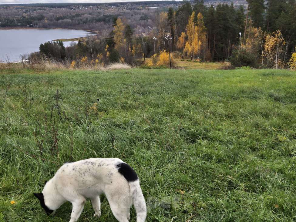 Собаки в Санкт-Петербурге: Добрая и ласковая Алиса Девочка, Бесплатно - фото 4