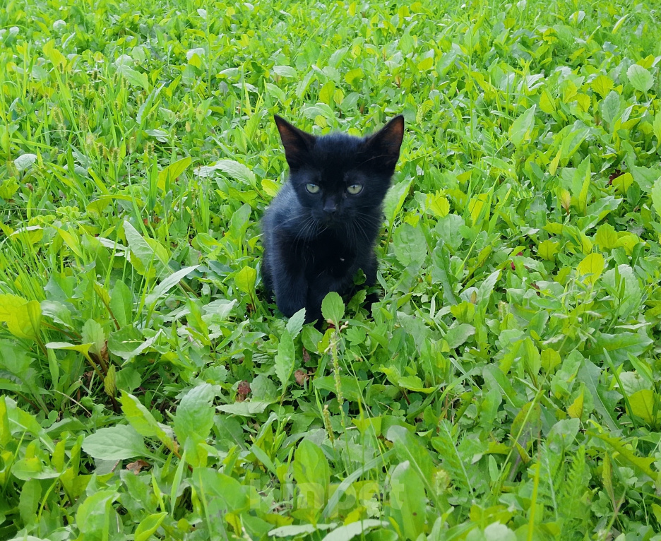 Кошки в Жуке: Котёнок в добрые руки Мальчик, Бесплатно - фото 4