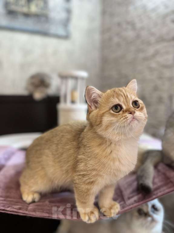 Кошки в Нижнем Новгороде: Поямоухий золотой котик Огонек  Мальчик, Бесплатно - фото 2