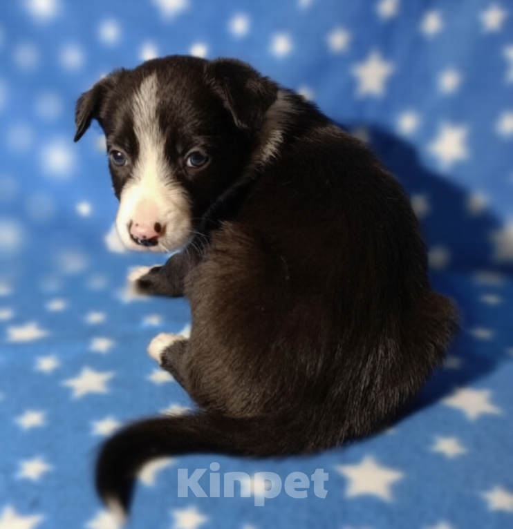 Собаки в Москве: Бордер Колли щенок Мальчик, 70 000 руб. - фото 1