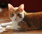 Кошки в Москве: Котик Боня - комнатное солнышко! В добрые руки Мальчик, Бесплатно - фото 4