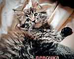 Кошки в Шатуре: Мей-кун котенок Девочка, 10 000 руб. - фото 2