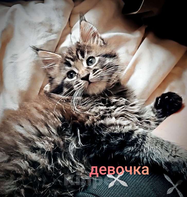 Кошки в Шатуре: Мей-кун котенок Девочка, 10 000 руб. - фото 2