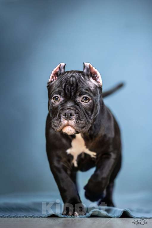 Собаки в Видном: Американский булли, мальчик Буч Мальчик, Бесплатно - фото 2