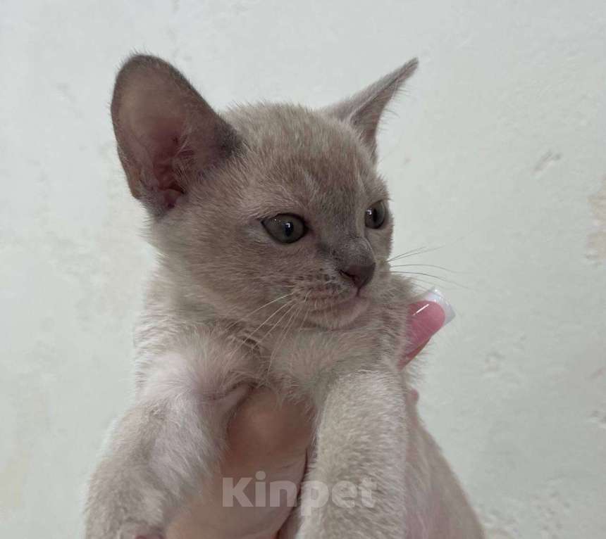 Кошки в Краснодаре: Бурманский котенок Мальчик, 20 000 руб. - фото 2