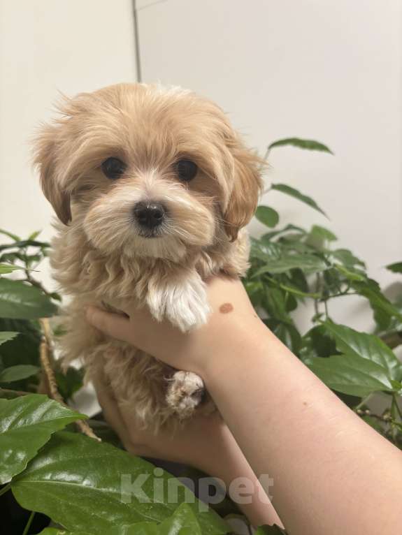 Собаки в Мытищах: Мальтипуf1 Мальчик, 100 000 руб. - фото 2