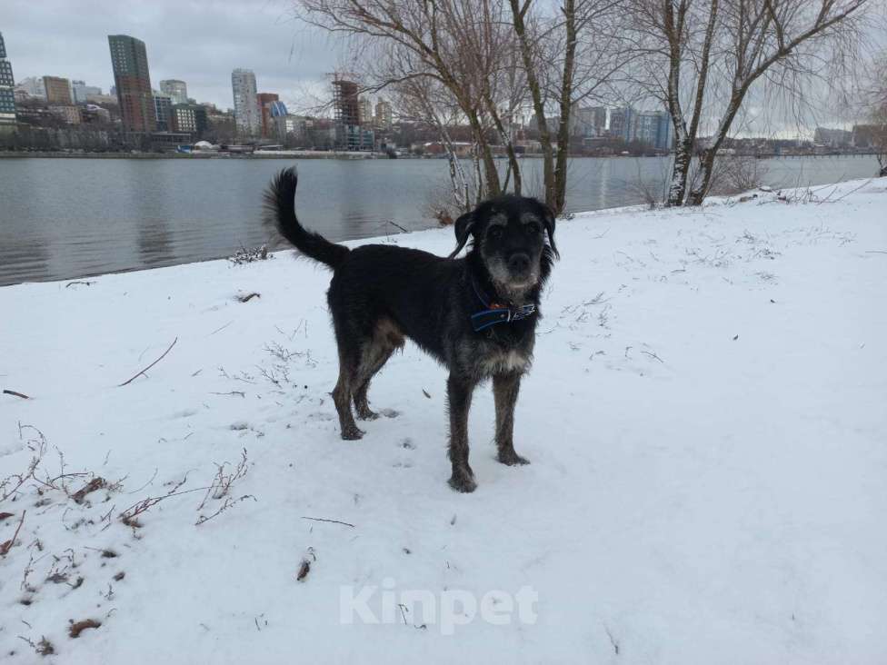 Собаки в Ростове-на-Дону: Найден метис дратхаара Мальчик, Бесплатно - фото 4