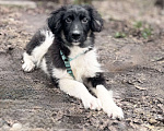 Собаки в Солнечногорске: Арамис Мальчик, Бесплатно - фото 5