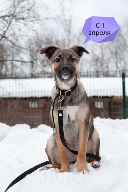 Собаки в Ногинске: Щенок ищет дом Девочка, Бесплатно - фото 1