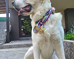 Собаки в Севастополе: Вязка алабая Мальчик, 1 руб. - фото 1