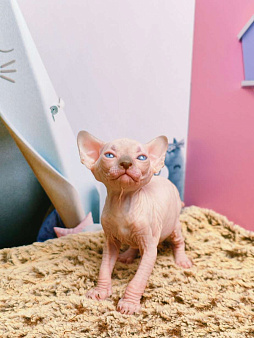 Котенок канадский сфинкс