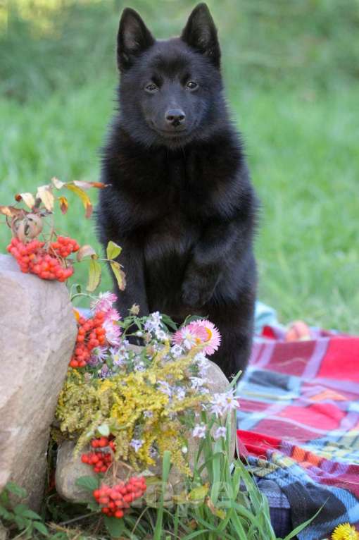 Собаки в других городах Московской области: красивый и перспективный Мальчик, 80 000 руб. - фото 3