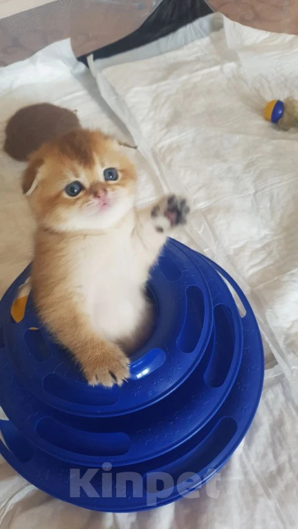 Кошки в Можайске: Котята Скоттиш фолд/страйт Разнополые, Бесплатно - фото 3