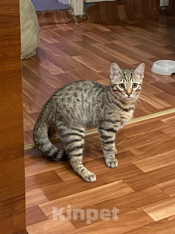 Кошки в Красноярске: Котенок инвалид , в добрые руки. Мальчик, Бесплатно - фото 1