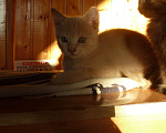 Кошки в Ростове-на-Дону: котята Мальчик, 1 руб. - фото 9