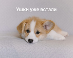 Собаки в Мур: Щенки вельш корги пемброк Девочка, 70 000 руб. - фото 8