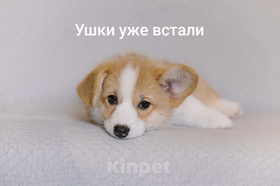 Собаки в Мур: Щенки вельш корги пемброк Девочка, 70 000 руб. - фото 8