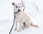 Собаки в Москве: Снежа. Спасена и теперь ищет дом Девочка, Бесплатно - фото 2