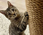 Кошки в Москве: Чудесный котенок Матроскин ищет дом Мальчик, 1 руб. - фото 1