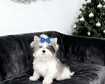 Собаки в Москве: Мраморный йорк с двумя голубыми глазами мальчик Мальчик, 130 000 руб. - фото 4