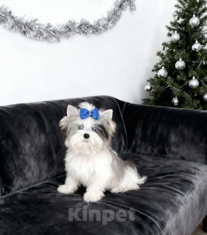 Собаки в Москве: Мраморный йорк с двумя голубыми глазами мальчик Мальчик, 130 000 руб. - фото 4