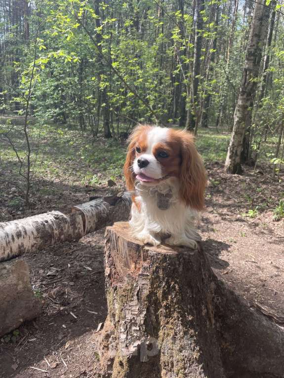 Собаки в Москве: Кавалер Кинг Чарльз Спаниель ВЯЗКА Мальчик, 50 000 руб. - фото 8
