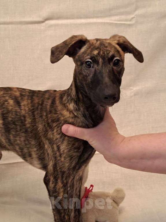 Собаки в Москве: Щенки метисы уиппета Мальчик, 5 руб. - фото 1