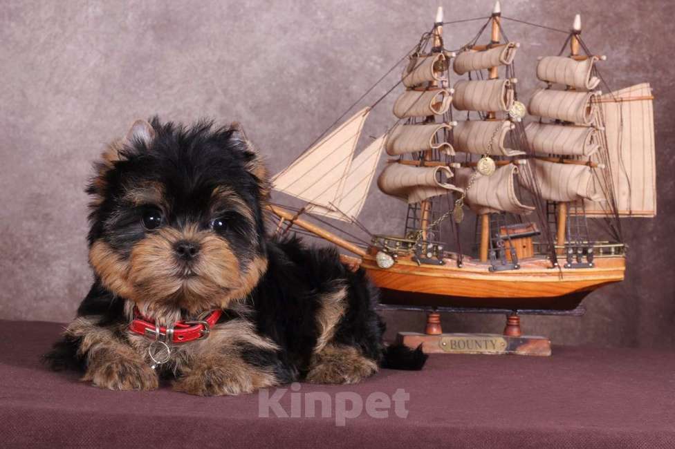 Собаки в Москве: Йоркширский терьер красивый курносик Федерико РКФ Мальчик, 50 000 руб. - фото 7