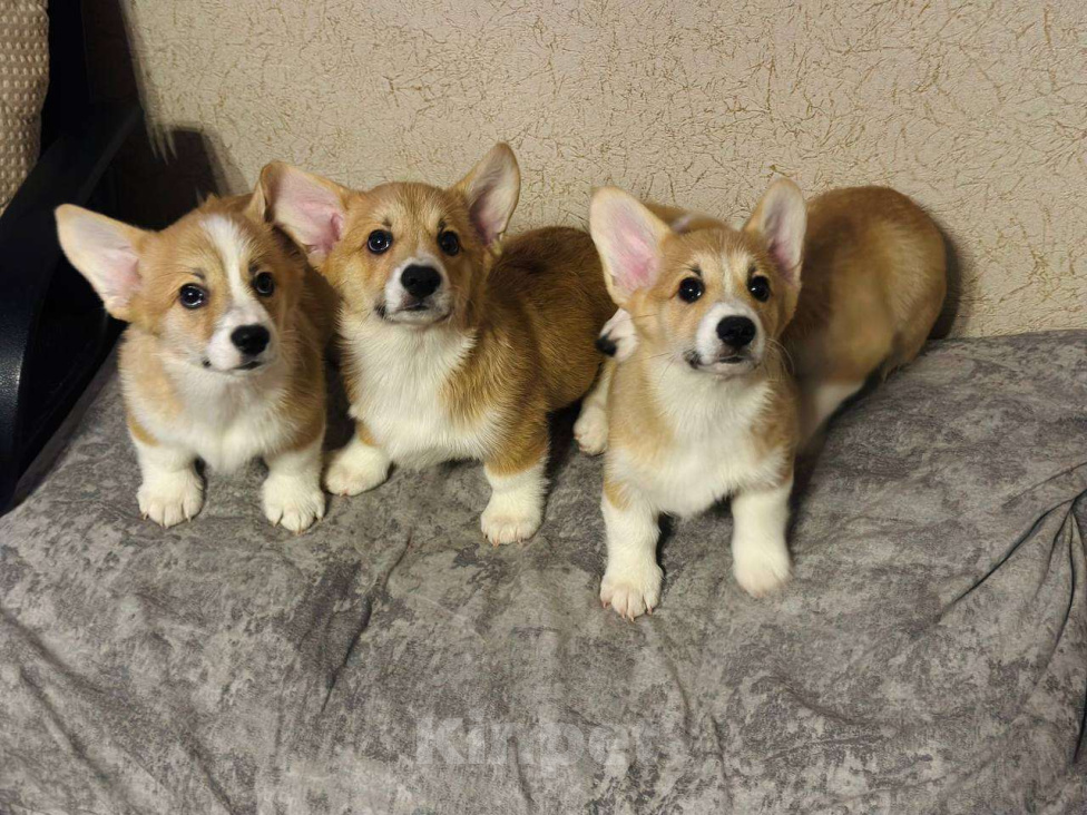 Собаки в Перми: Щенки Вельш-корги-пемброк Разнополые, 50 000 руб. - фото 6