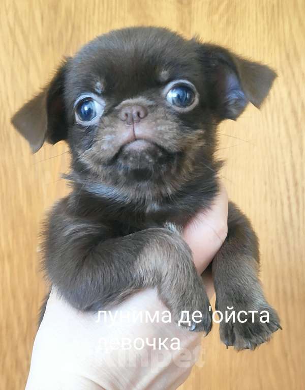 Собаки в Уфе: Девочка чихуахуа Девочка, 45 000 руб. - фото 1