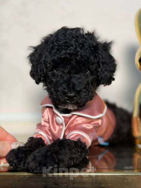 Собаки в Красногорске: Мальтипу девочка Девочка, 60 000 руб. - фото 1