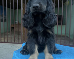 Собаки в других городах Ставропольского края: Английский Кокер спаниель  Мальчик, Бесплатно - фото 1