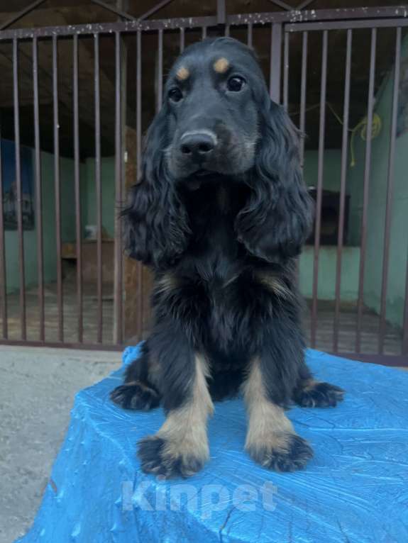 Собаки в других городах Ставропольского края: Английский Кокер спаниель  Мальчик, Бесплатно - фото 1