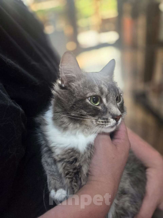 Кошки в Москве: Льнёт к рукам Мальчик, Бесплатно - фото 1