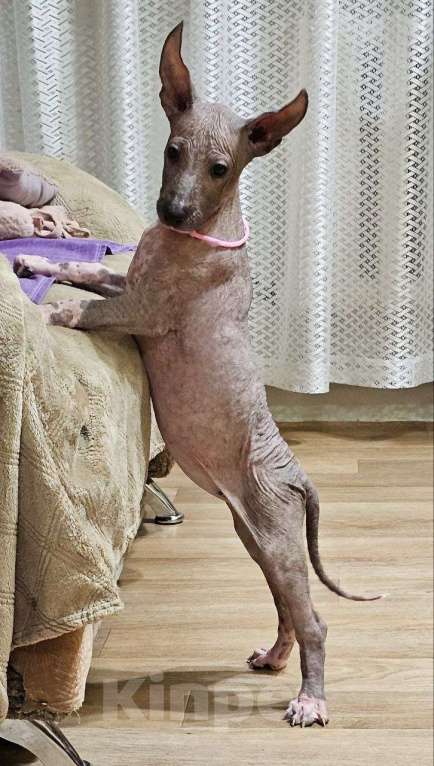 Собаки в Великом Новгороде: Девочки Ксолоитцкуинтли Стандарт  Девочка, 180 000 руб. - фото 2
