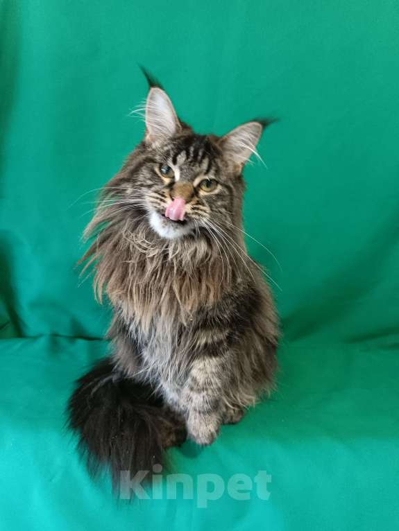 Кошки в других городах Владимирской области: Девочка мейн кун Девочка, 30 000 руб. - фото 1