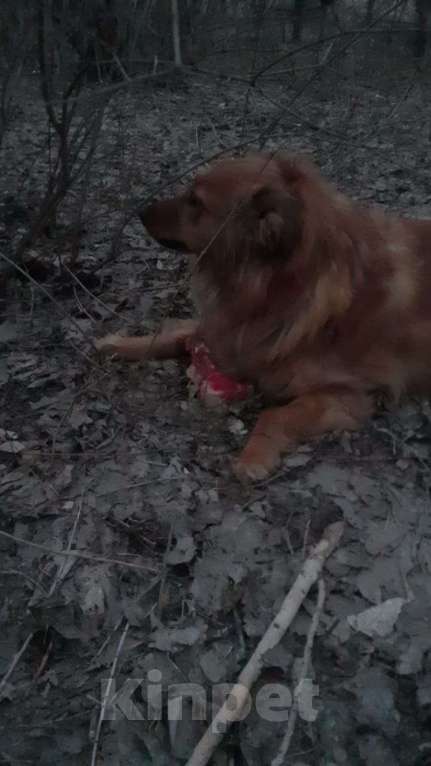 Собаки в Волгограде: Помогите найти Плюшку Девочка, 10 000 руб. - фото 1