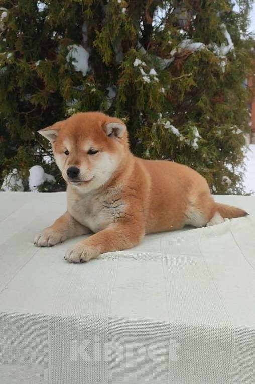 Собаки в Санкт-Петербурге: Сиба девочка Мальчик, 80 000 руб. - фото 3