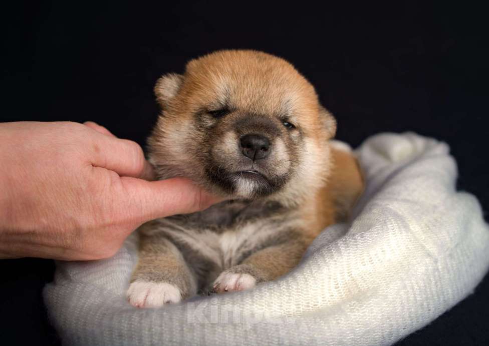 Собаки в Санкт-Петербурге: Щенки Сиба Ину Мальчик, Бесплатно - фото 3