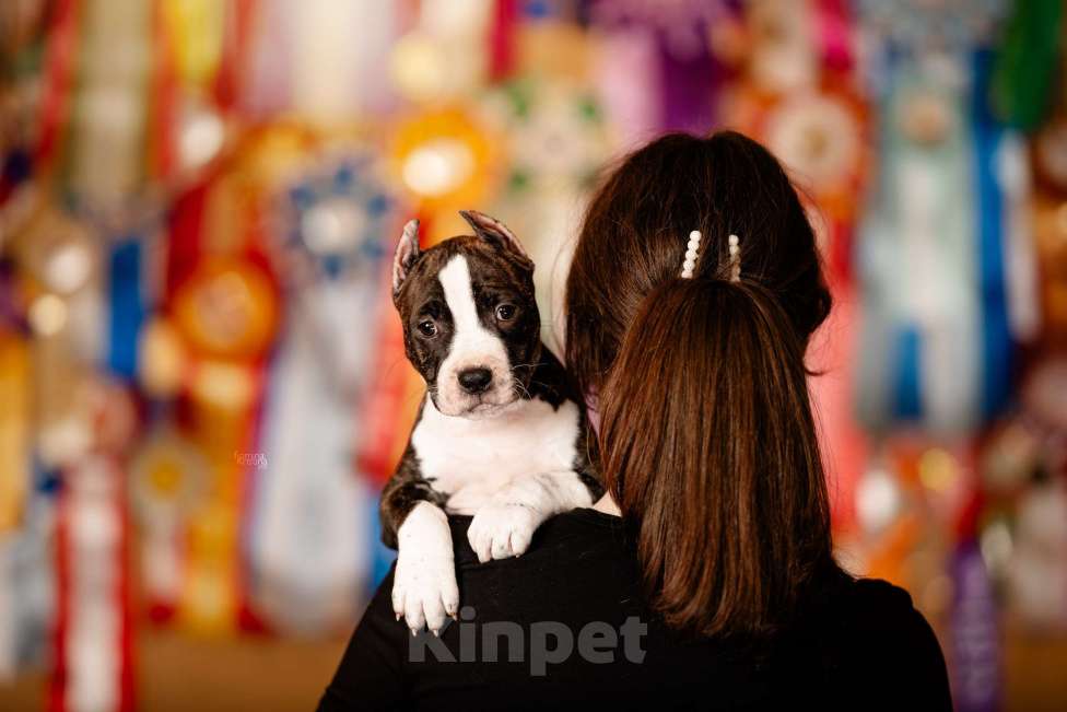 Собаки в Москве: Классная Матрешка для активного владельца. Девочка, 60 000 руб. - фото 3